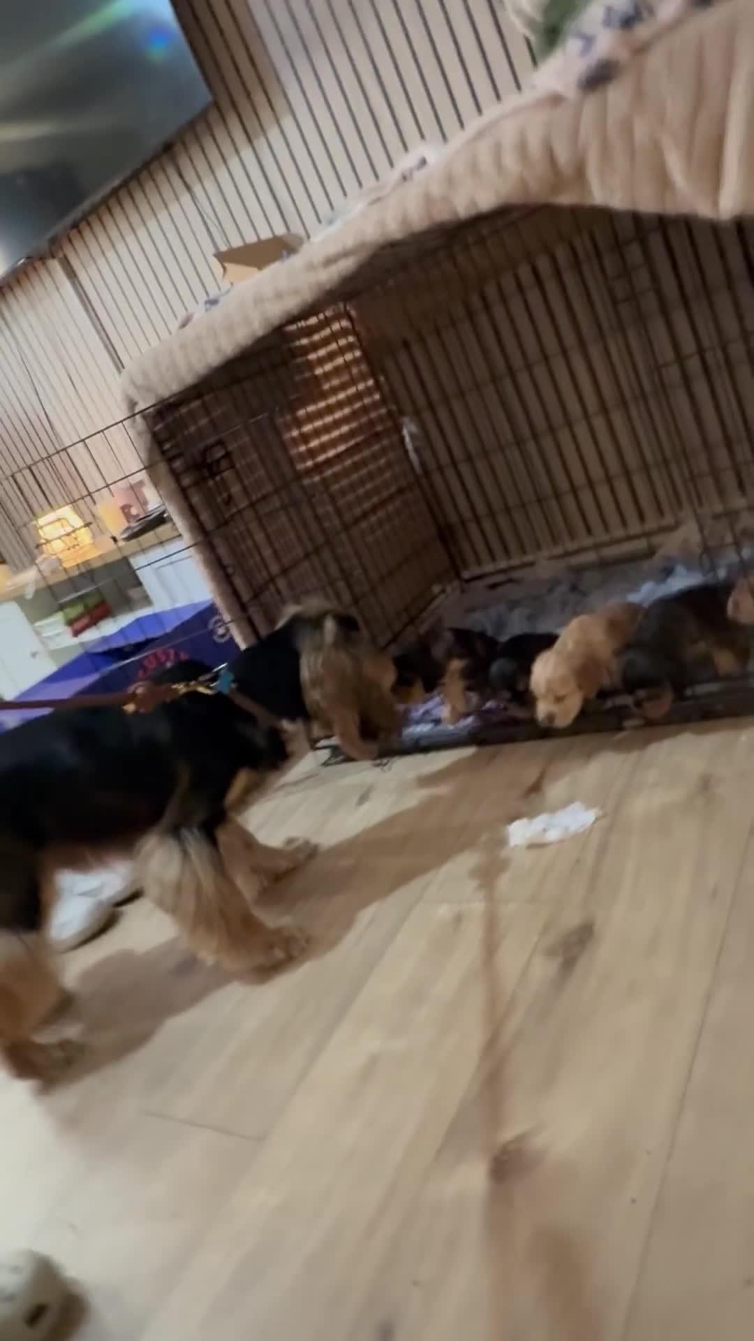 Cocker Spaniel dogs for sale: Gorgeously adorable Show Cocker Spaniels - Video 2