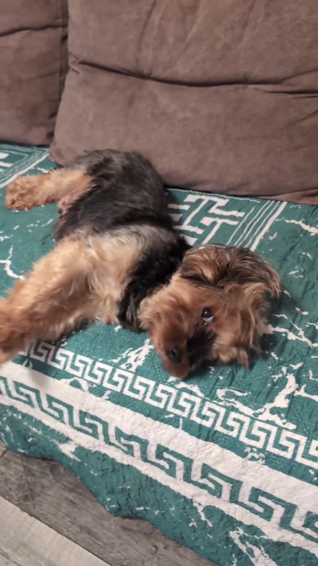 Yorkshire Terrier dogs for sale: Yorkshire Terriers ready for new home  - Video 1