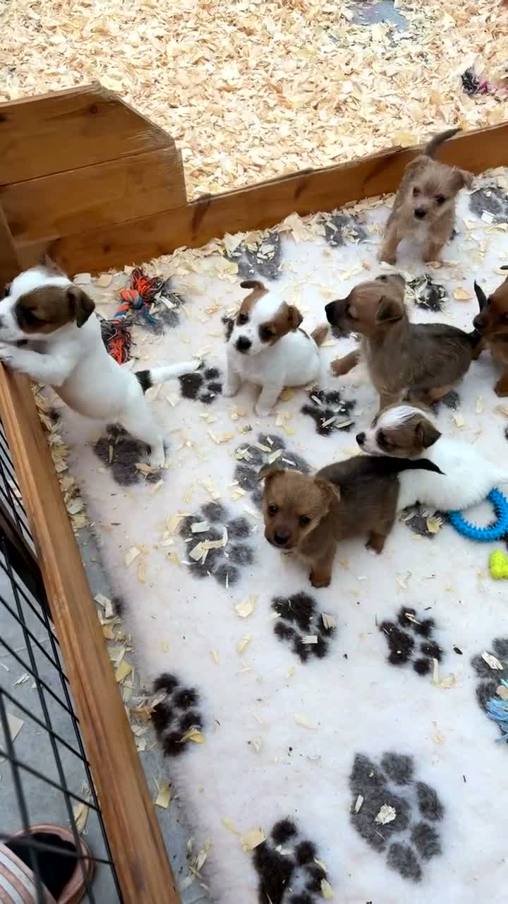 Jack Russell dogs for sale: Gorgeous jack russell puppy  - Video 1