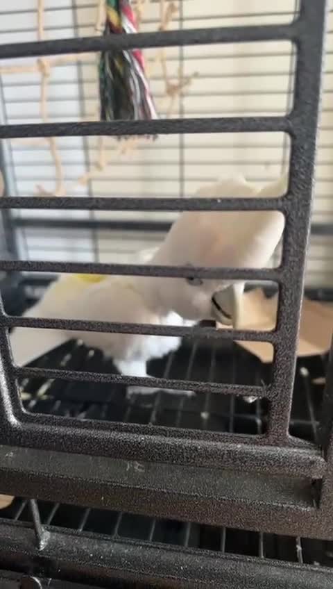 Cockatoo birds for sale: Friendly Male Cockatoo Kiwi Speaks Arabic &English in London - Video 1
