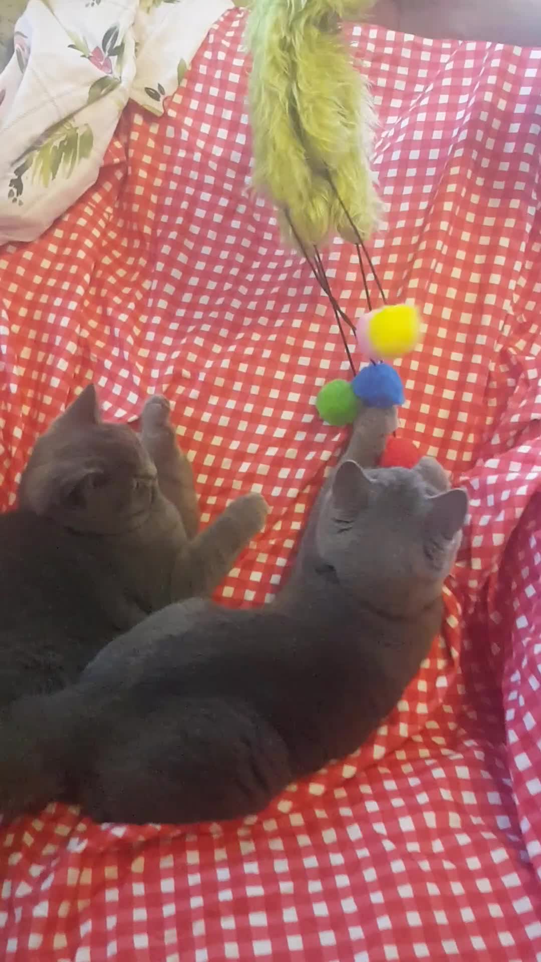 British Shorthair cats for sale: BSH blue Pedigree kittens - Video 3