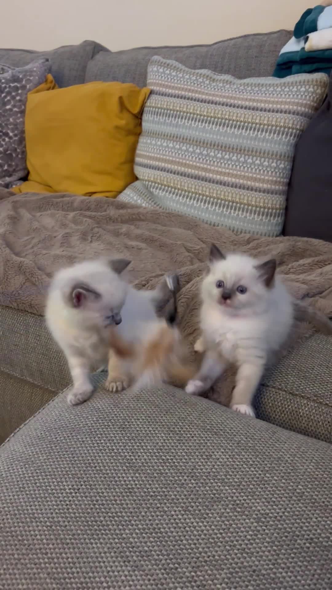 Ragdoll cats for sale: 🐾 Pure Ragdoll Kittens 🐾 in Exeter - Video 2