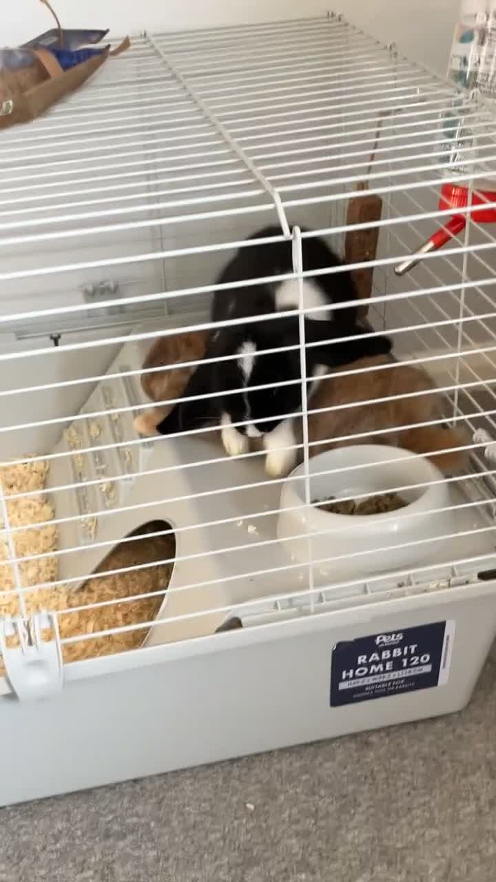 Mini Lop rabbits for sale: TWO GORGEOUS BABY MINI LOP GIRLS💖💕 - Video 2