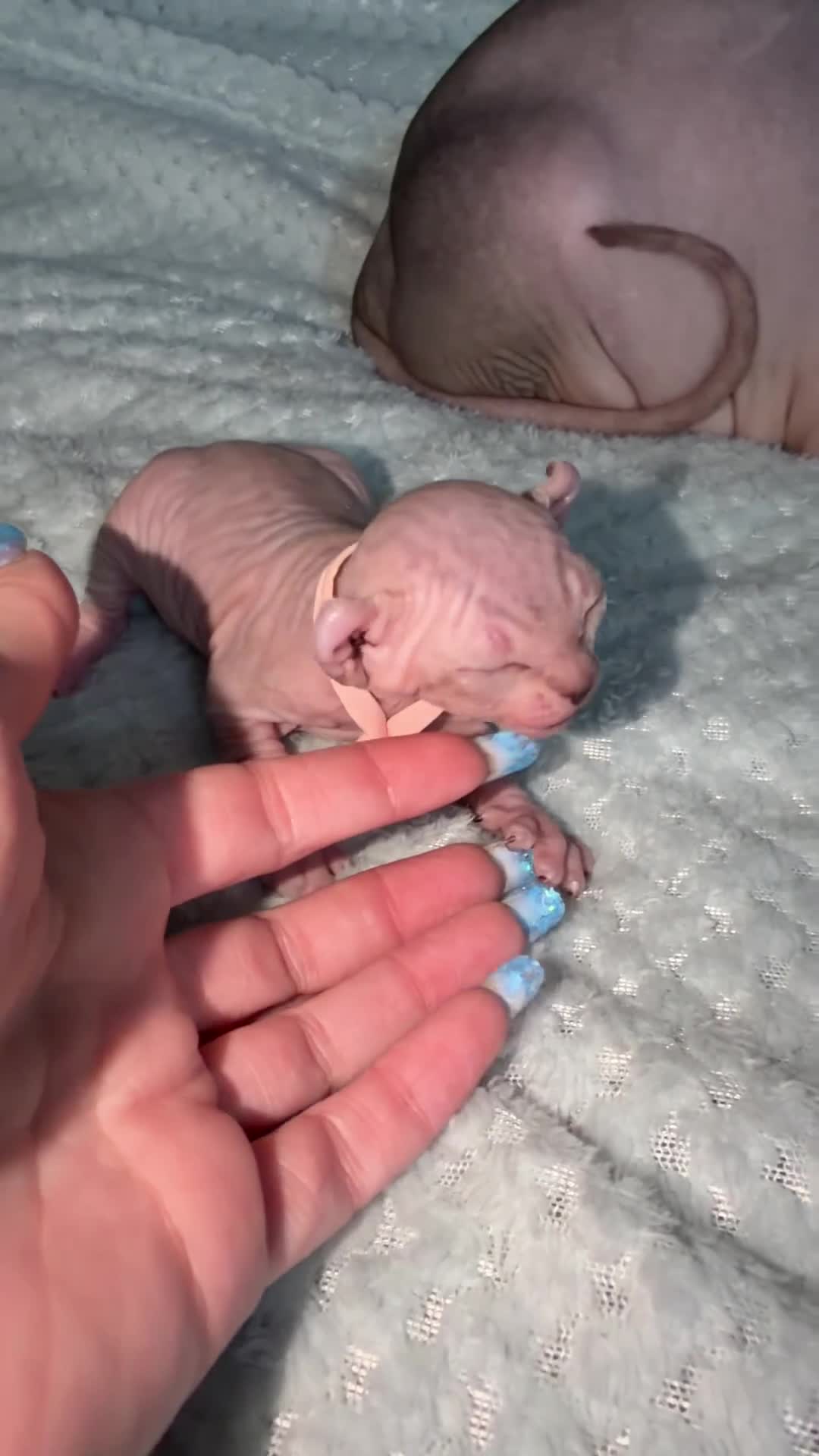Sphynx cats for sale: ✨ Stunning 3 Elf Sphynx Kittens and one streight  - Video 3