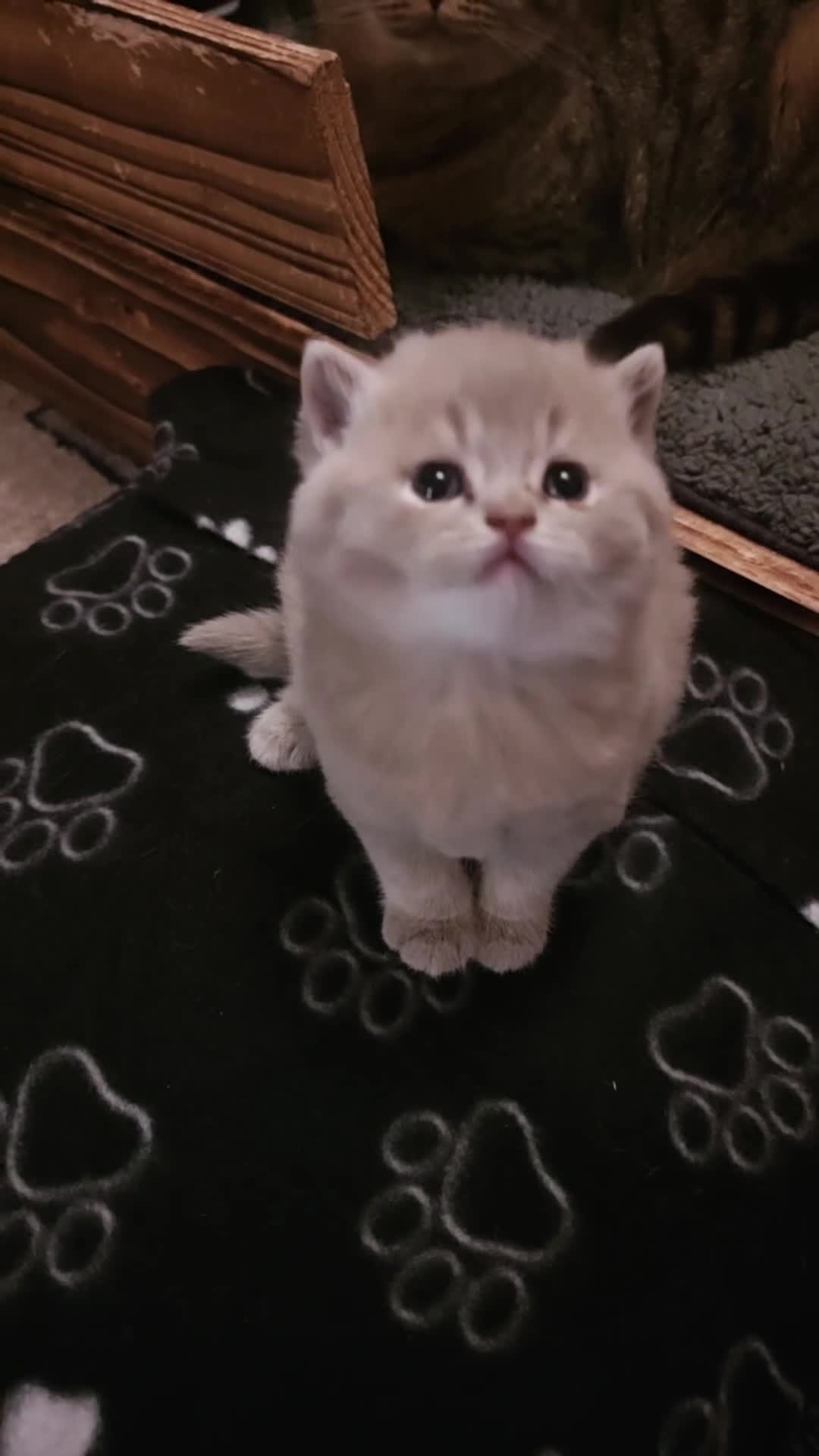 British Shorthair cats for sale: British Shorthair and Longhair  GCCF registered  - Video 2