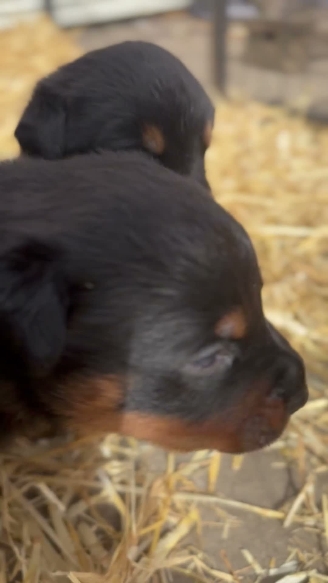 Rottweiler dogs for sale: 🐾 EXCEPTIONAL ROTTWEILER PUPPIES  - Video 1