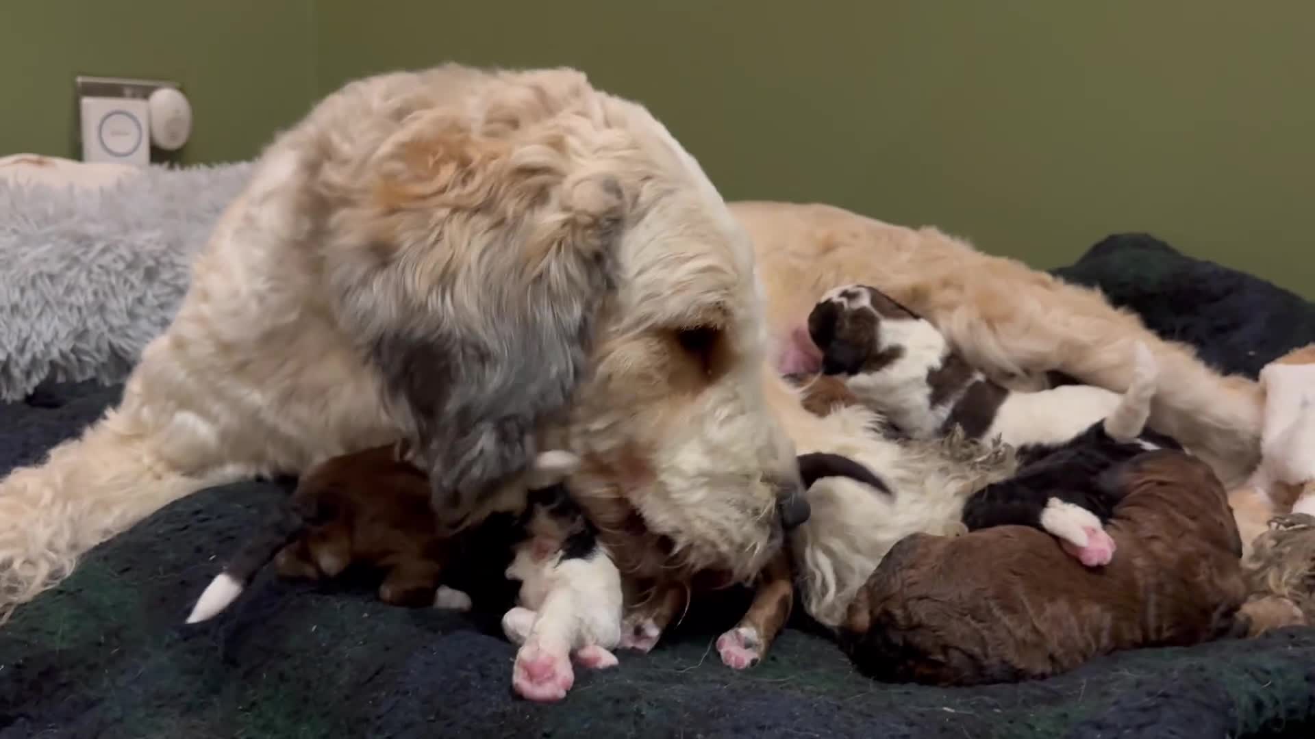 Bernedoodle dogs for sale: Bernedoodle F1B puppies - Video 1