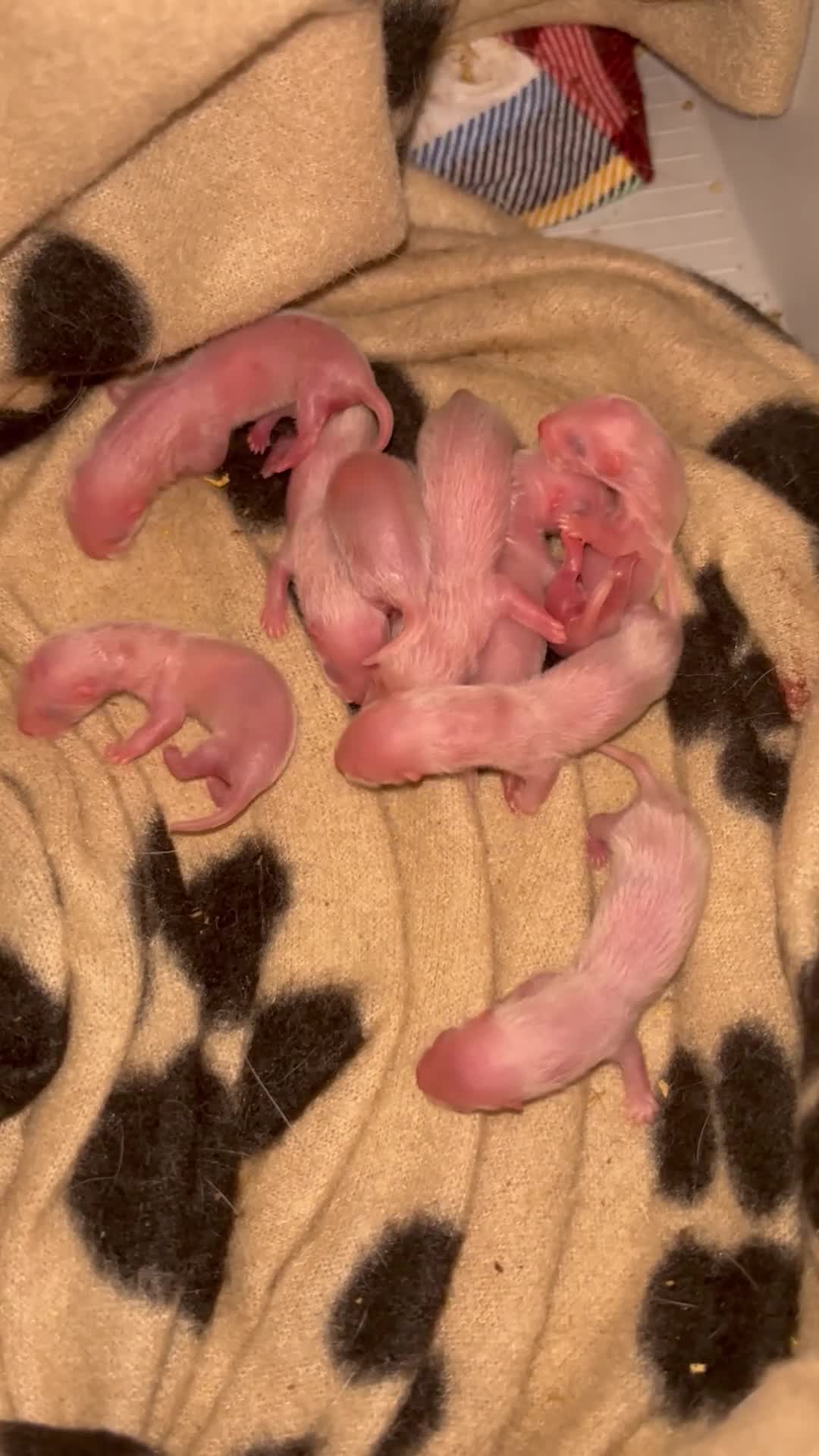 Ferret rodents for sale: Ferret kits for sale (reserve) - Video 2