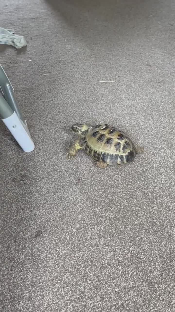 Tortoise reptiles for sale: Make horsefield torotise and fill set up  - Video 2