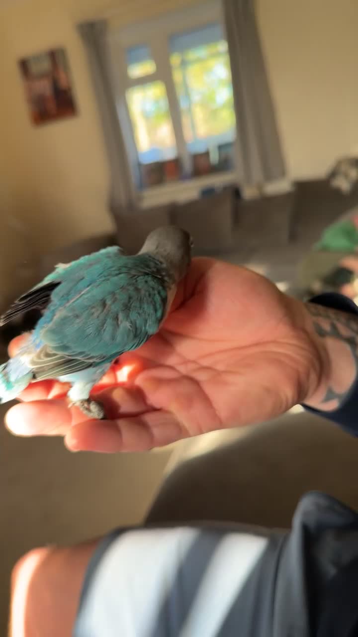 Lovebirds birds for sale: 8 week old love birds  - Video 1