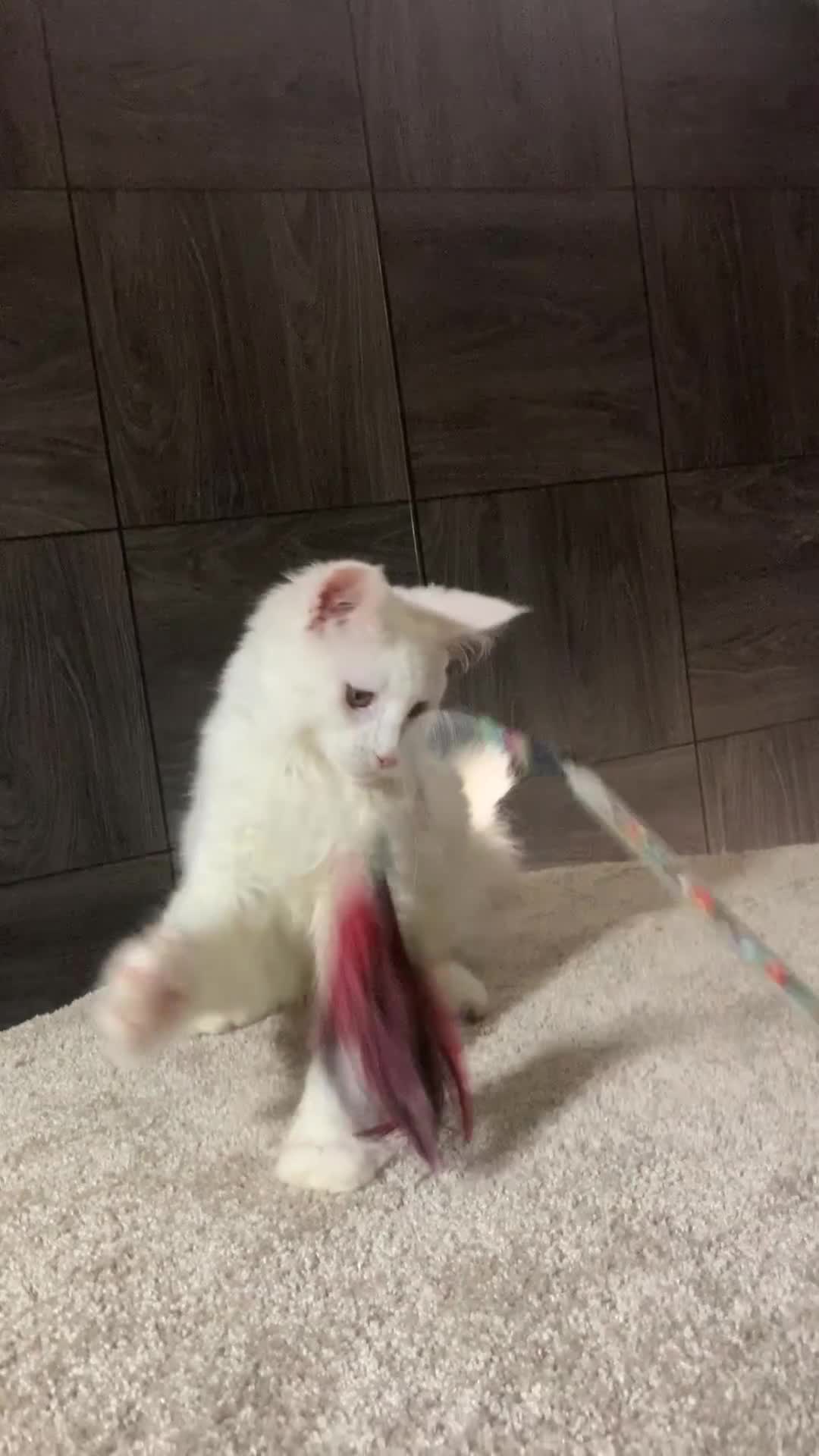 Maine Coon cats for sale: White Maine coon girl spayed TICA registered  - Video 1