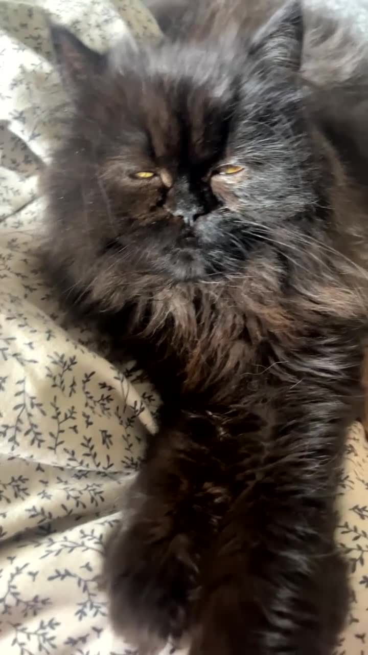Persian cats for sale: Beautiful girl  - Video 2