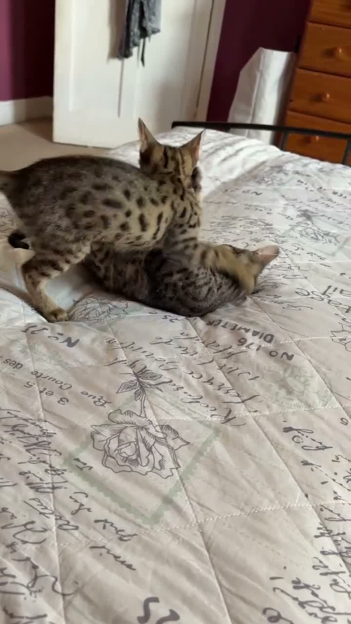 Savannah cats for sale: Savannah F4 kittens - Video 2