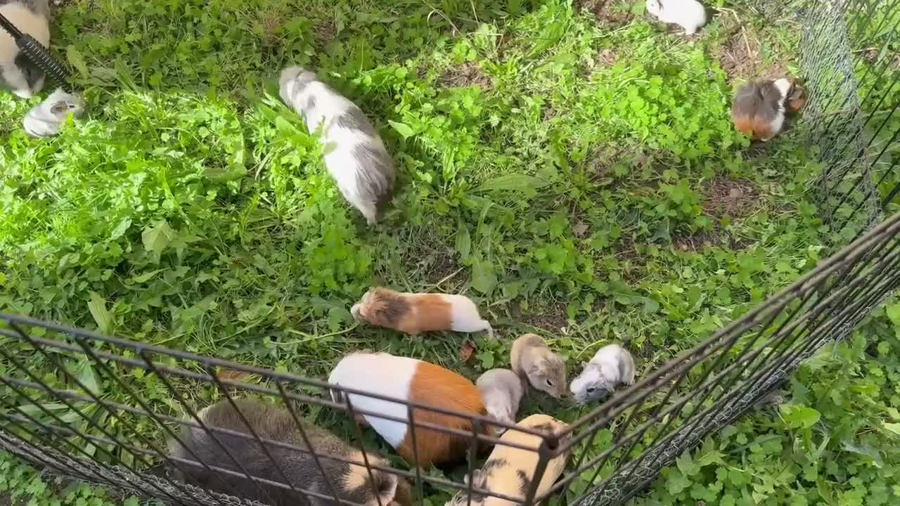 Guinea Pig rodents for sale: Various baby guinea pigs  - Video 1