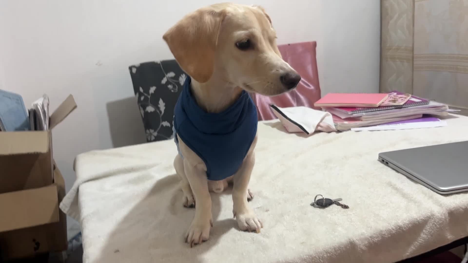 Mixed Breed dogs for sale: Adorable 7 months mini dachshund puppy! 🐶 - Video 2