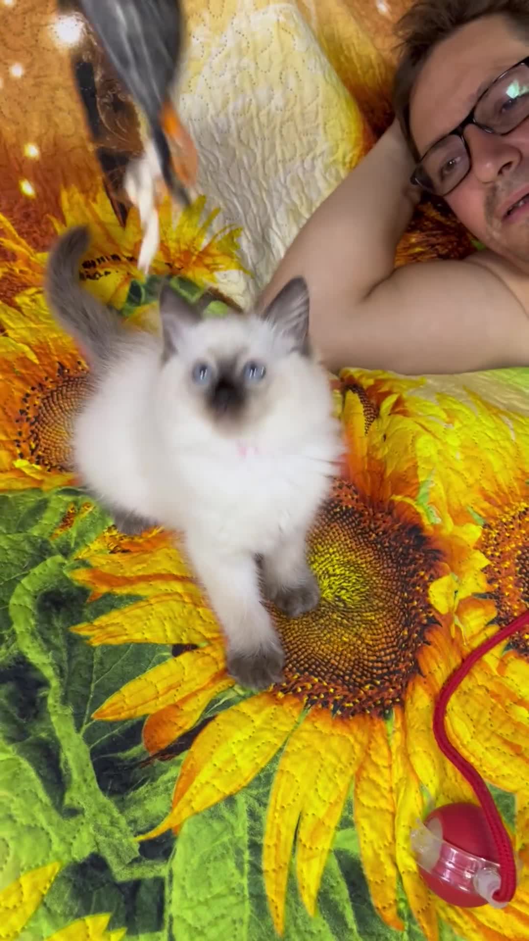 Ragdoll cats for sale: 🐈❤️5 Pure Ragdolls Waiting for Loving Family❗️❤️ - Video 3