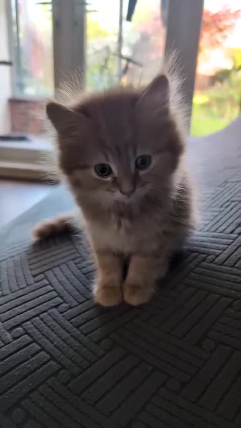 British Shorthair cats for sale: 4 Beautiful loving adorable kittens  - Video 1