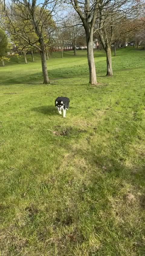 Alaskan Malamute dogs for sale: Female alasakan malamute  in West Bromwich - Video 2