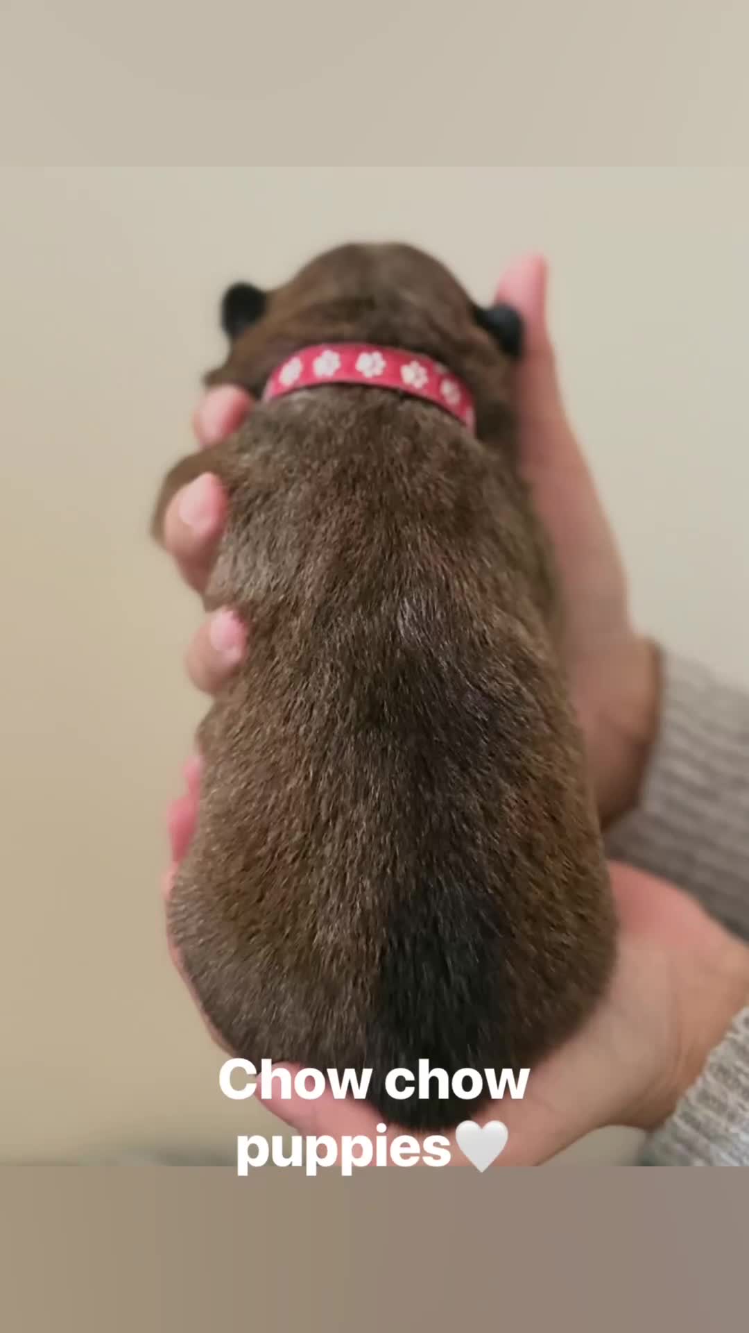 Chow Chow dogs for sale: 5 girls/4 boys full Chow Chow puppies - Video 2