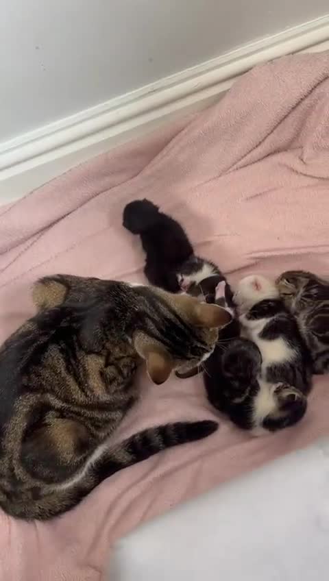 Domestic Shorthair cats for sale: beautiful tabby and black and white kittens - Video 2