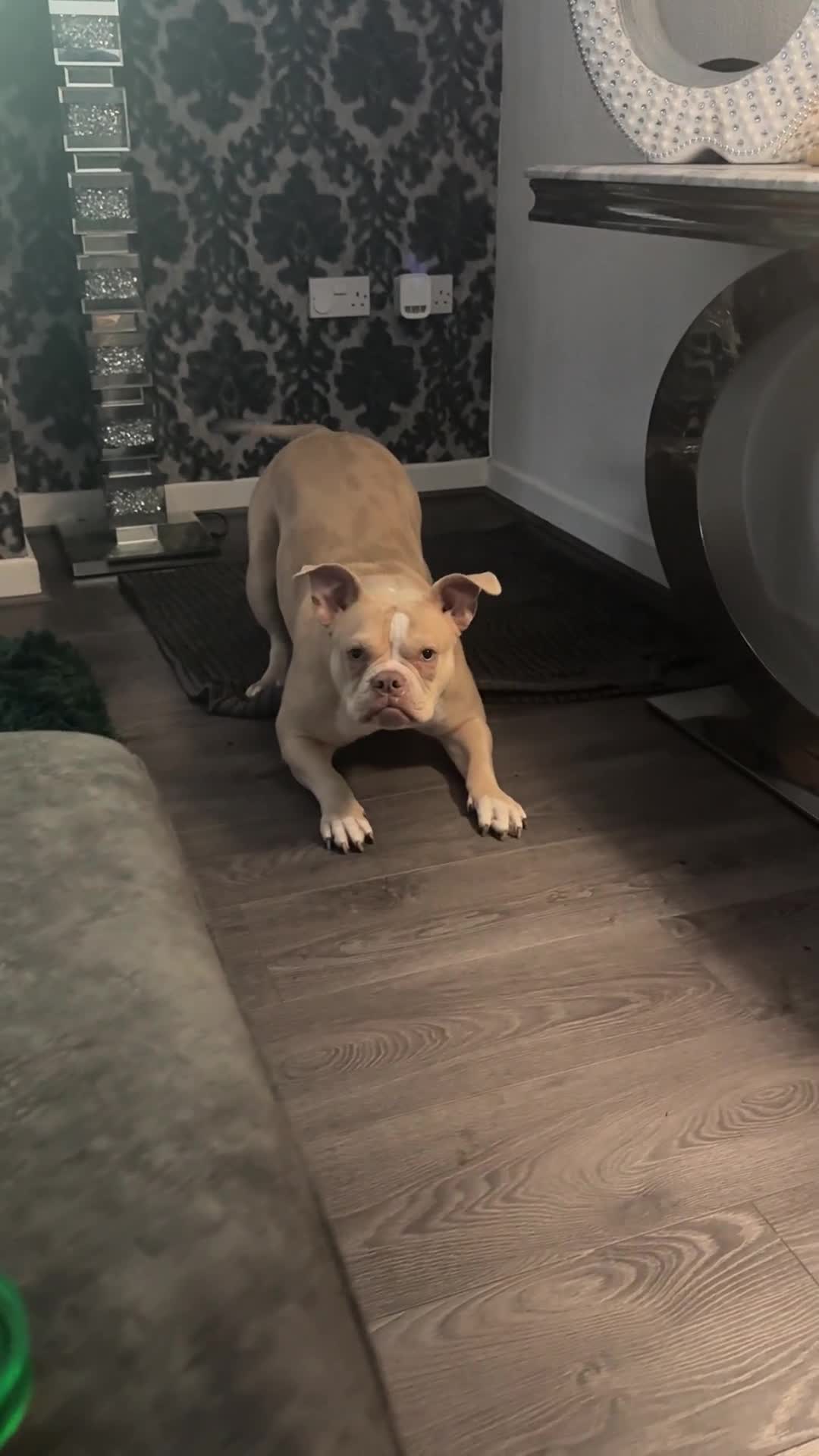 American Bully dogs for sale: 1 year old pocket bully  in Hyde - Video 1