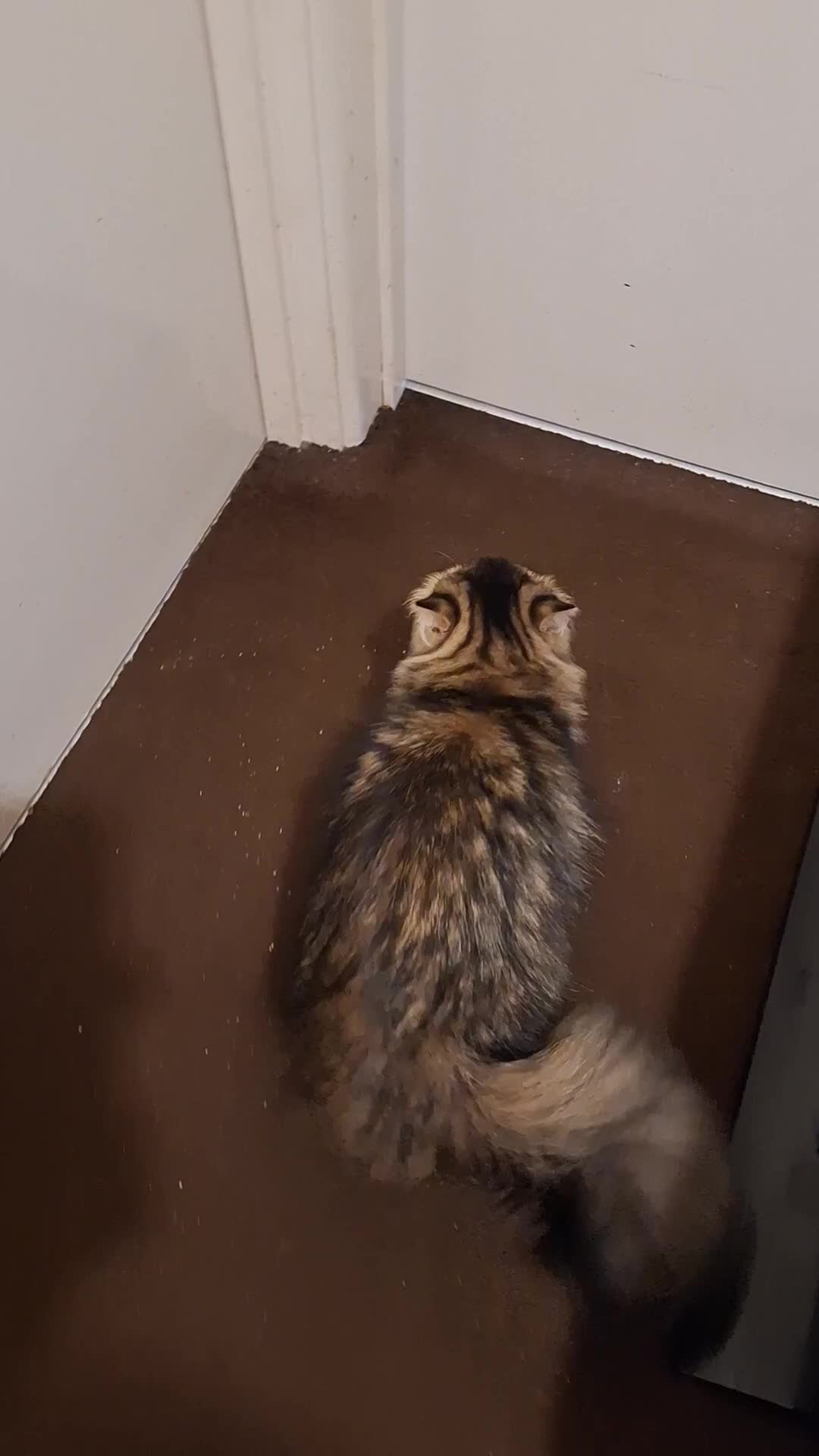 Persian cats for sale: Beautiful  brown tabby female persian  - Video 3