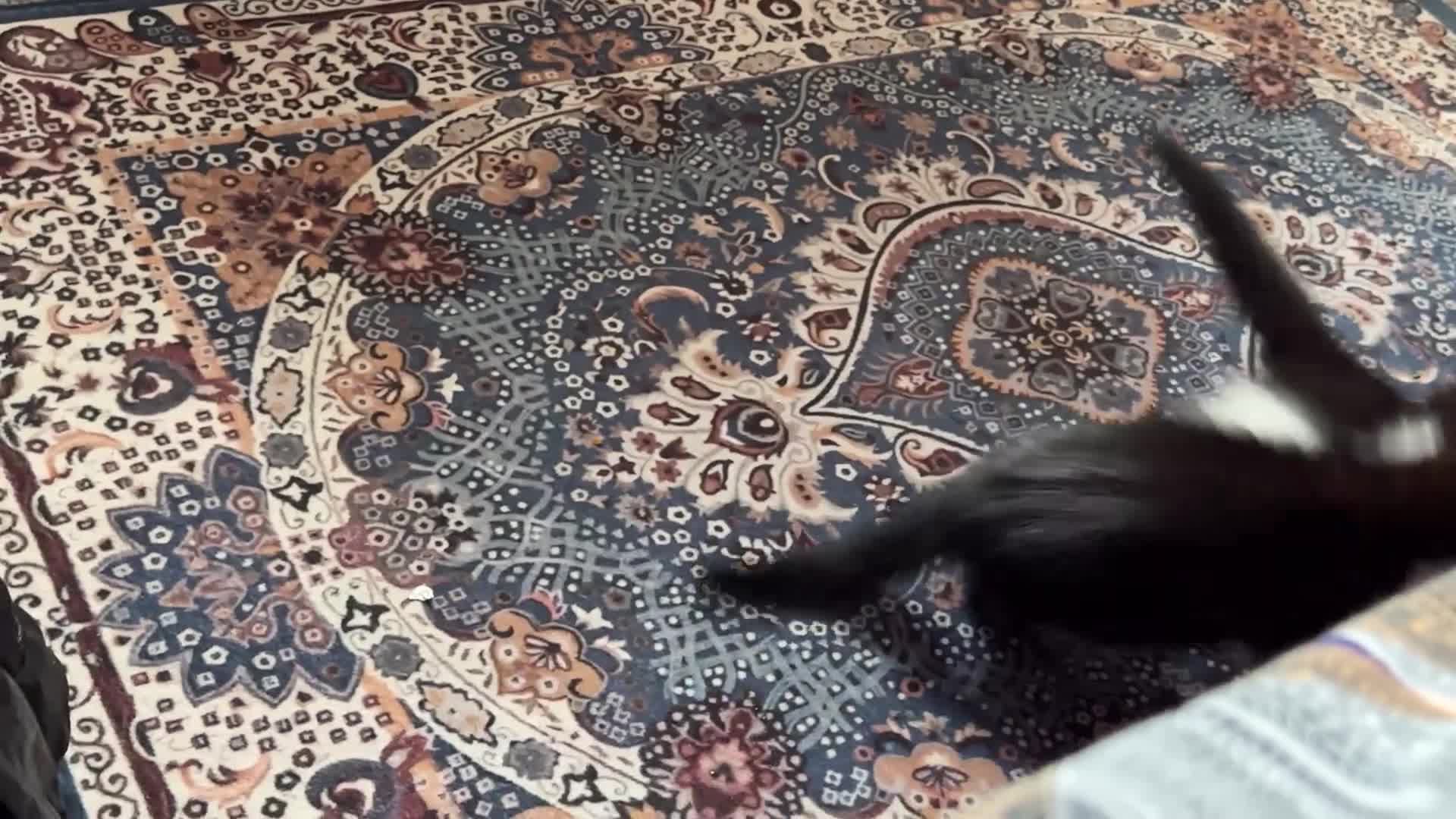Domestic Shorthair cats for sale: Kitten for sale  - Video 2