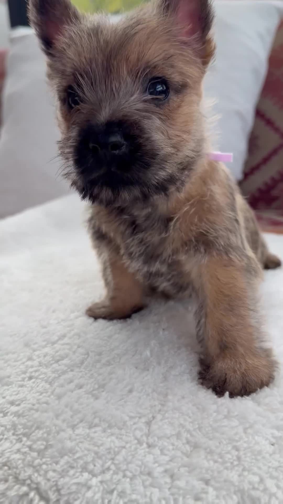 Cairn Terrier dogs for sale: Sweetest Little KC Reg Cairn Terrier Puppies.  - Video 2