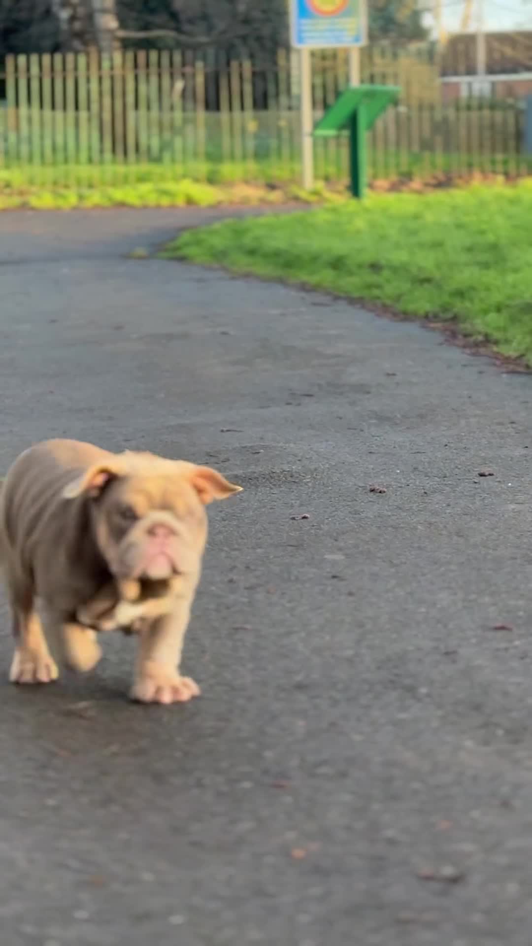 English Bulldog dogs for sale: Mr MAVERICK 🩸 - Video 2