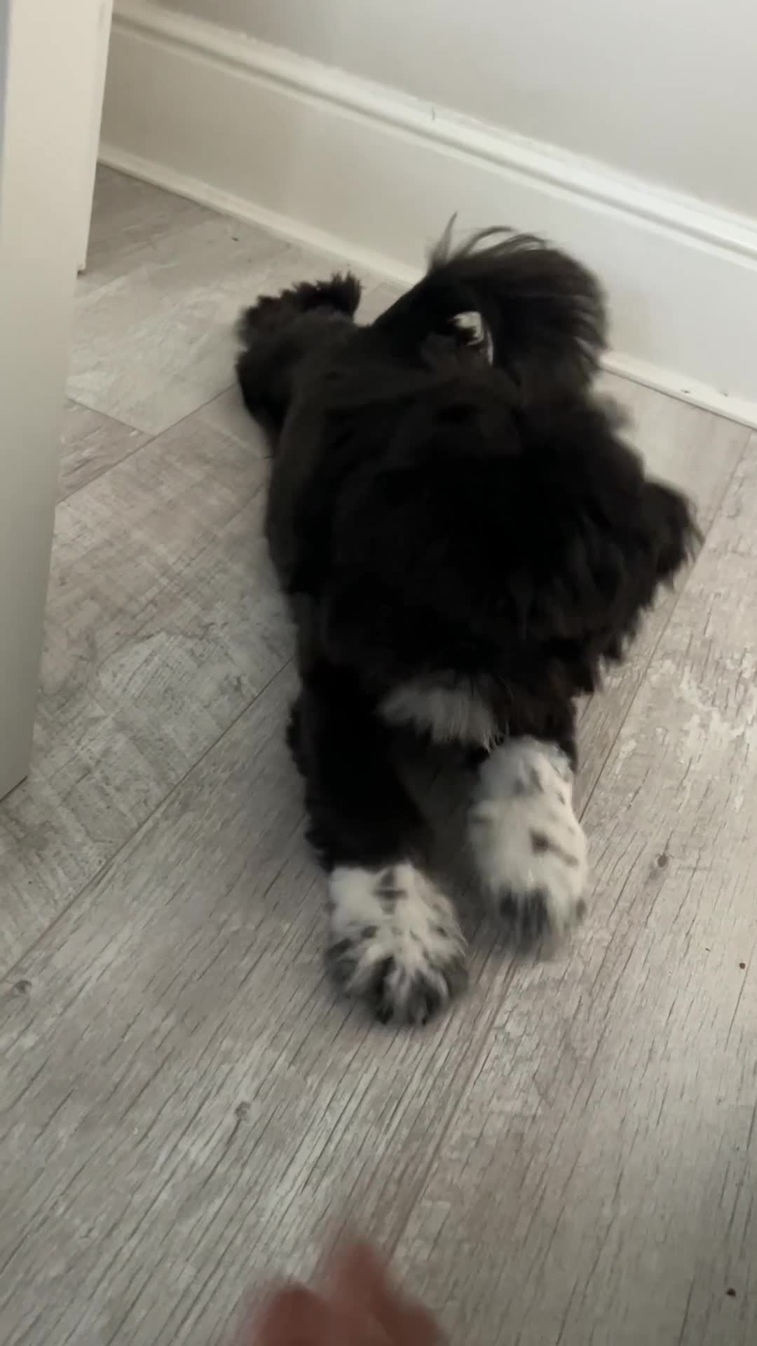 Shih Tzu dogs for sale: Teddy 5 months old Shih Tzu  - Video 1