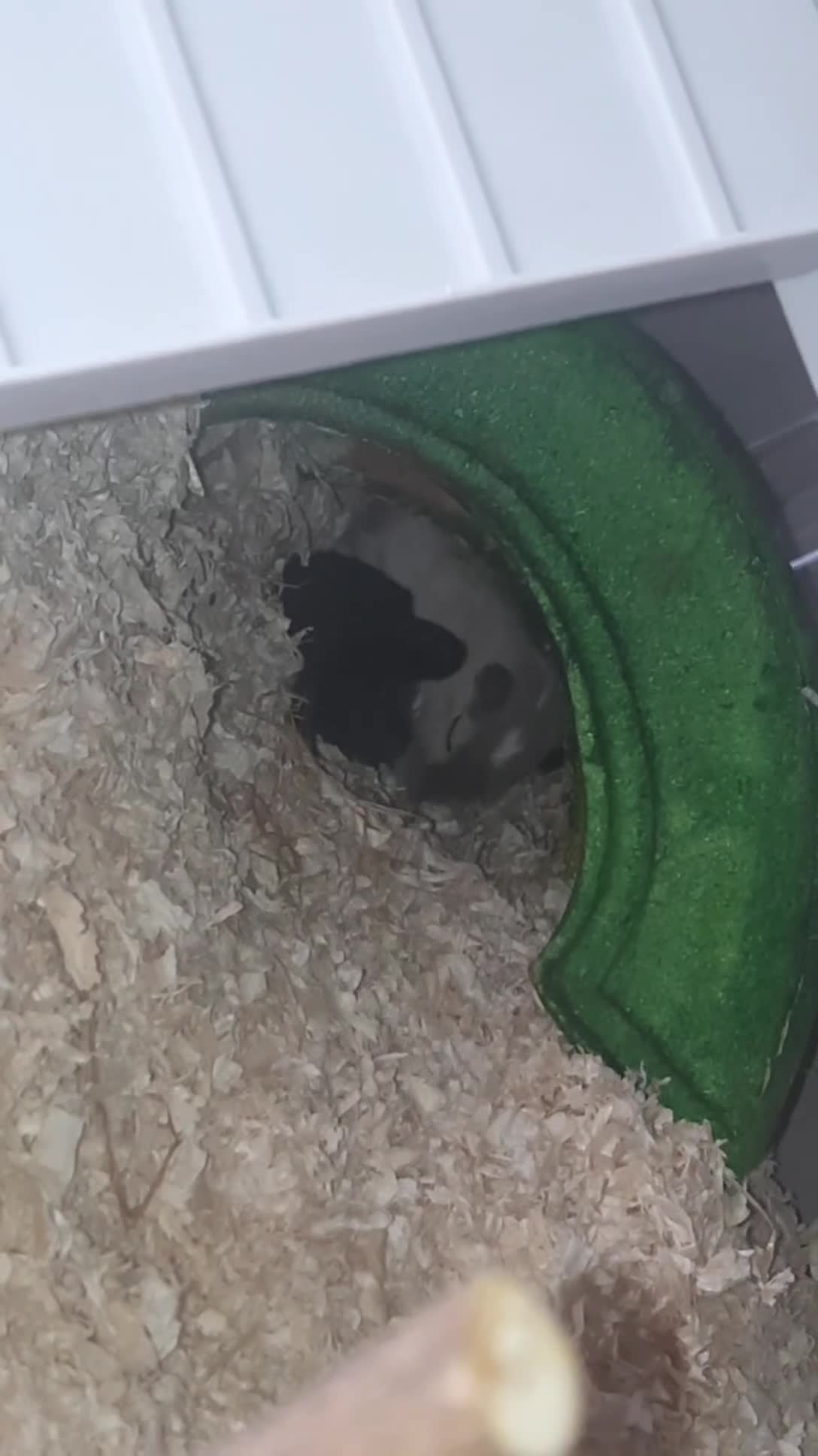 Gerbil rodents for sale: Two male gerbils for rehoming  - Video 1