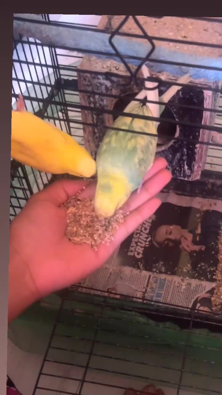Budgerigars birds for sale: Female and male budgie for sale £50 - Video 2