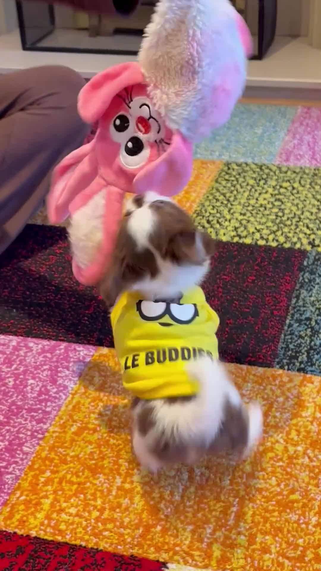 Chihuahua dogs for sale: Long haired Russian Chihuahua - Video 1