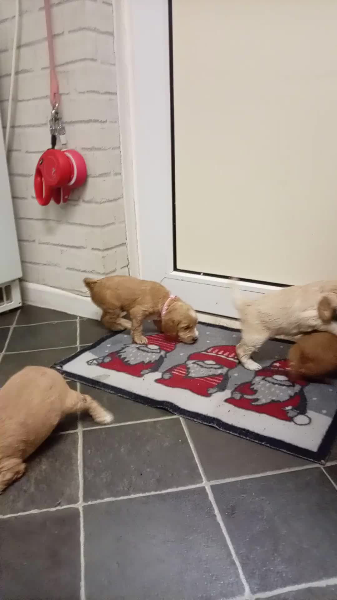 Cockapoo dogs for sale: 8 Beautiful Cockapoos puppies - Video 2