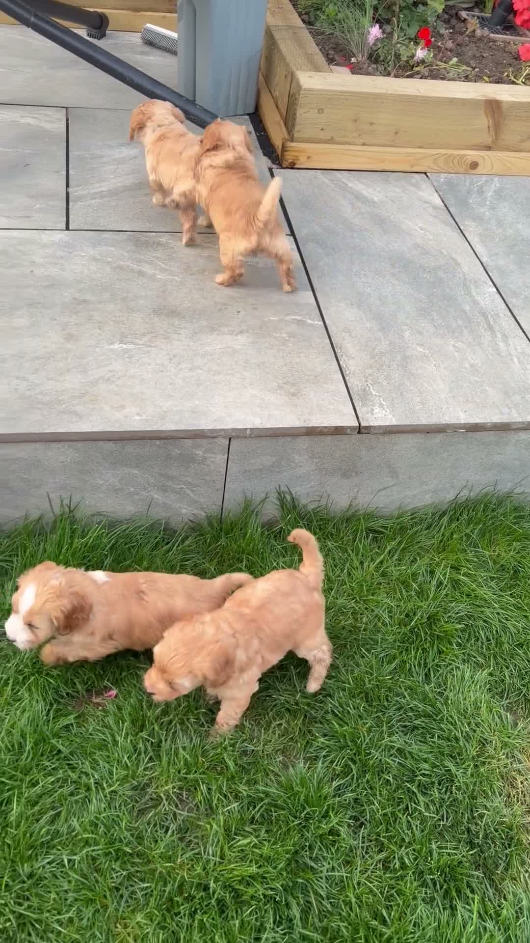 Cockapoo dogs for sale: 2 gorgeous girls - miniature cockapoos  - Video 2