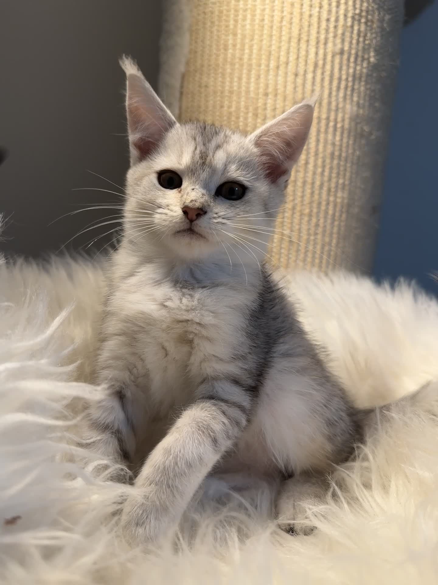 Maine Coon cats for sale: Beautiful Maine coon Mixed Kittens  🏡 - Video 1