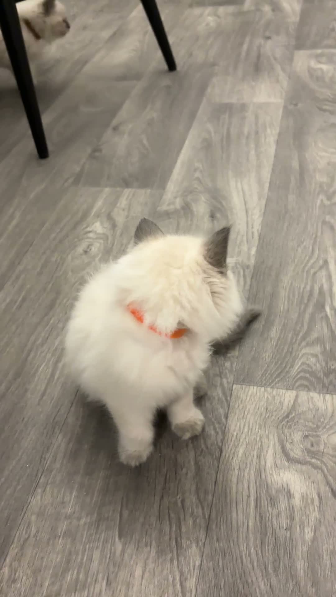Ragdoll cats for sale: Blue mitted, large-sized line Ragdolls for sale in Gloucester - Video 1