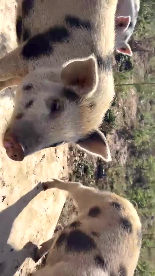 Pig livestock for sale: Julianna cross Pennywell gilts  - Video 1
