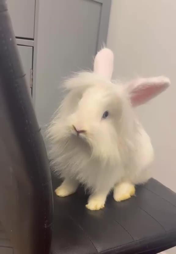 Mixed Breed rabbits for sale: 8 Months Old White Lionhead with blue eyes! - Video 1