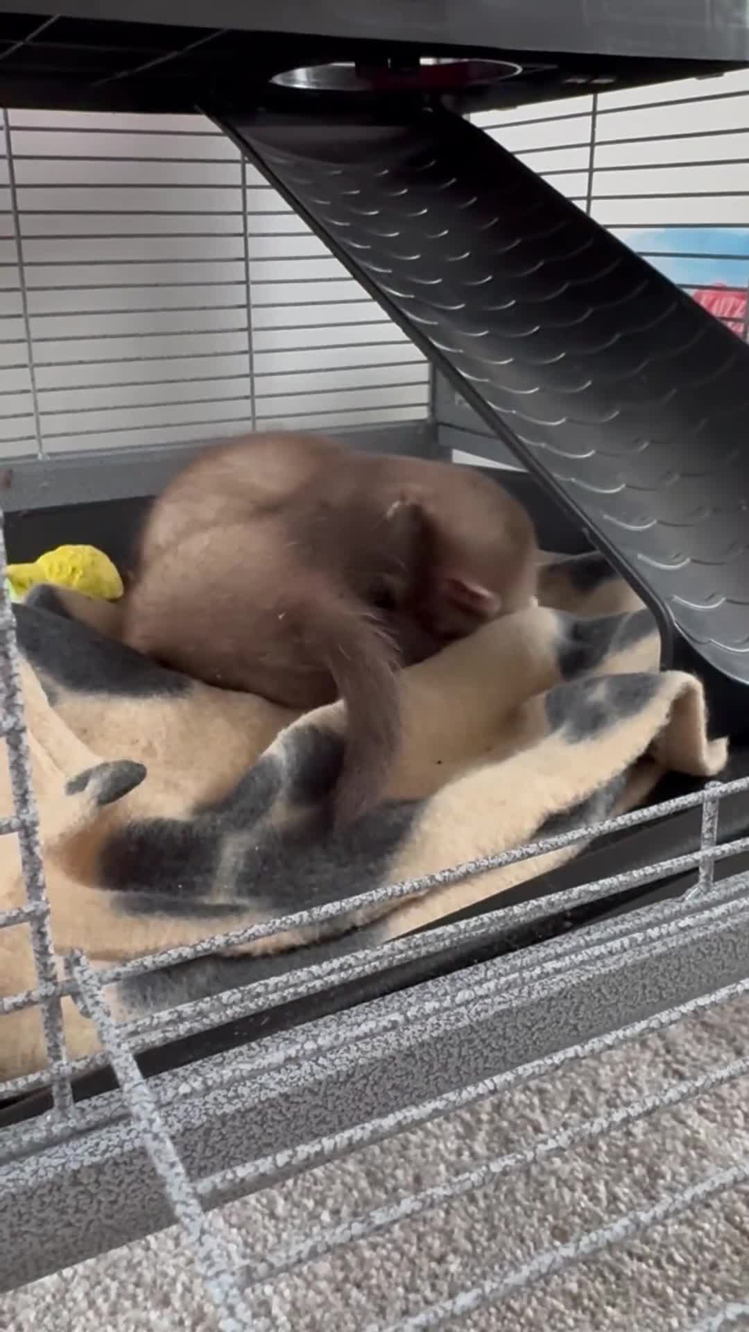 Ferret rodents for sale: Two ferrets boy and girl - Video 1
