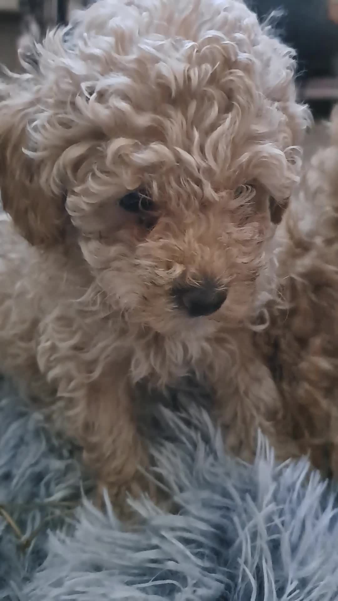 Toy Poodle dogs for sale: KC REG MIXED  LITTER TOY POODLES 1500 - Video 1