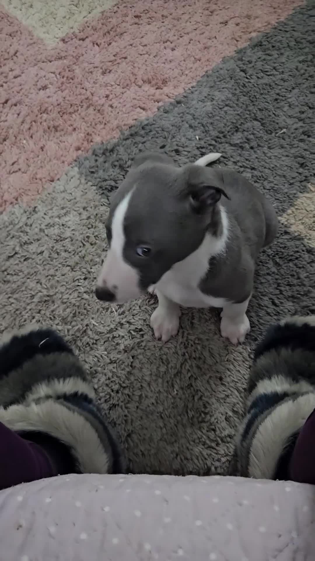 Whippet dogs for sale: KENNEL CLUB WHIPPETS  - Video 2