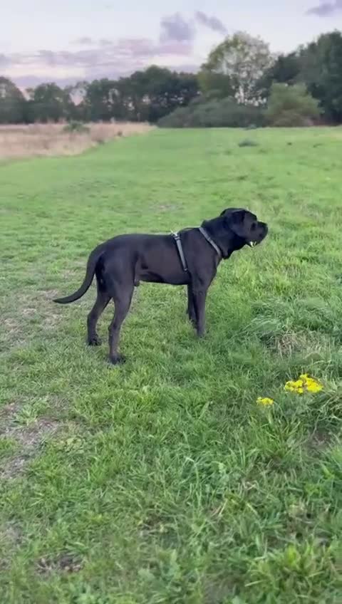 Cane Corso dogs for stud: Pure Jet-Black 70kg Cane Corso (Rare) in London - Video 2