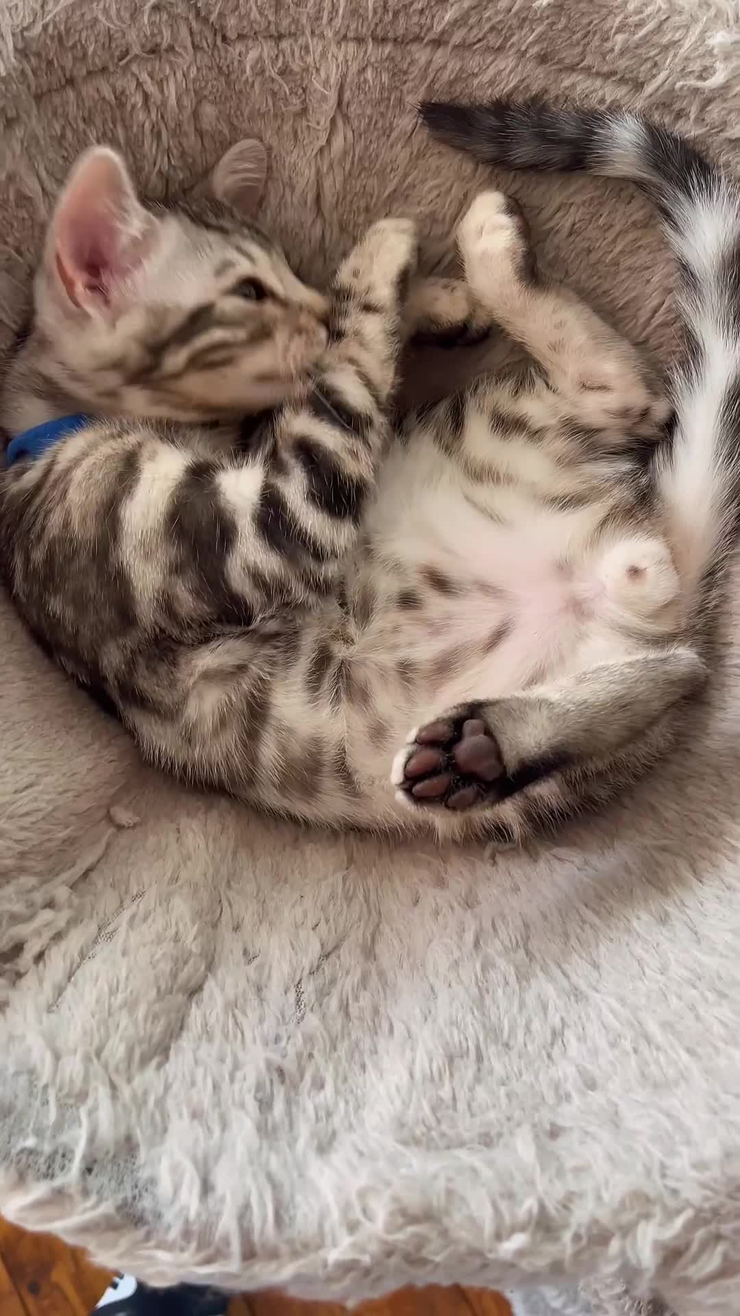 Bengal cats for sale: 🏡Stunning Tica registered Bengal Kittens  🐾 - Video 3