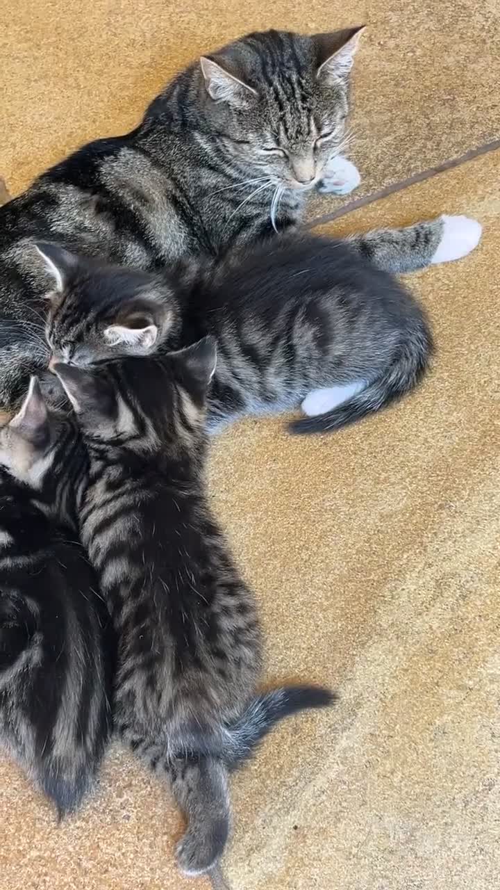 Mixed Breed cats for sale: Tabby kittens for sale - Video 5