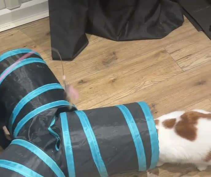 Domestic Shorthair cats for adoption: Daisy & Scarlett - Adopt Cats in Crisis East Ldn - Video 1