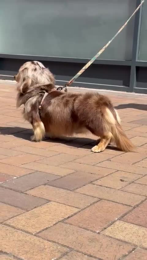 Miniature Dachshund dogs for stud: Dapple Long Haired Studs OREO &TOMMY 🌟  in Tipton - Video 3