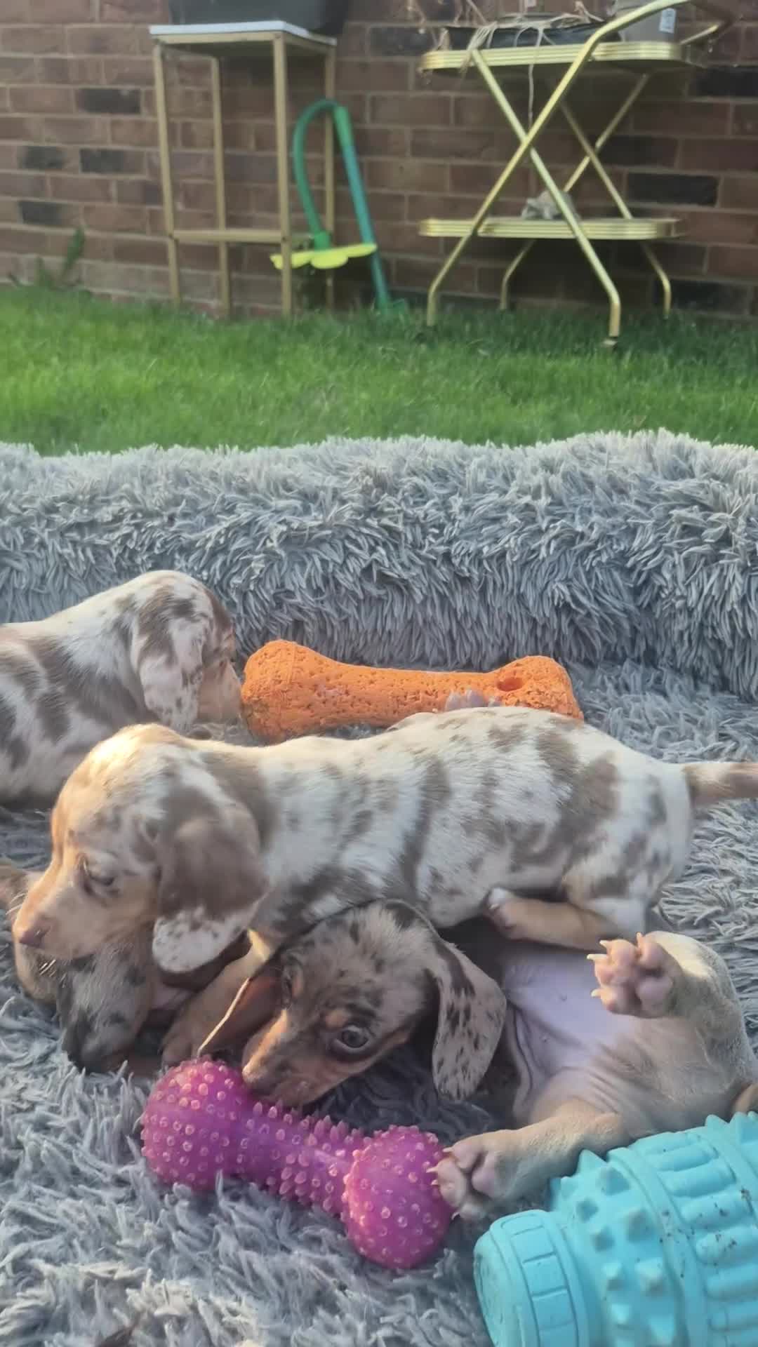 Miniature Dachshund dogs for sale: Kc miniature dachshund - Video 2