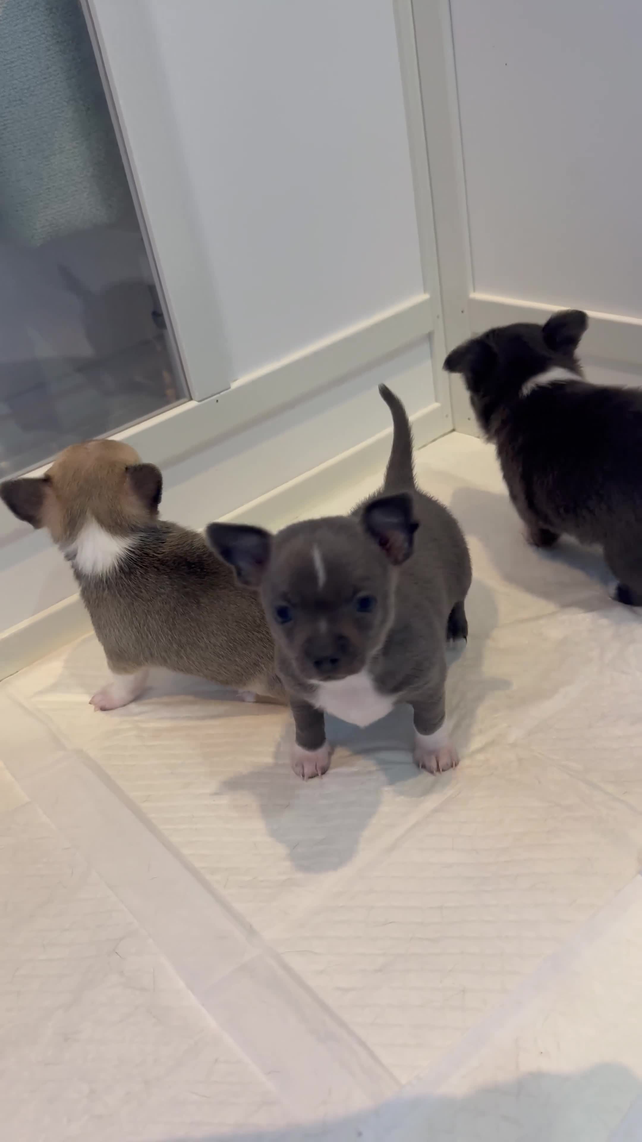 Chihuahua dogs for sale: 3 chihuahua puppies - Video 1