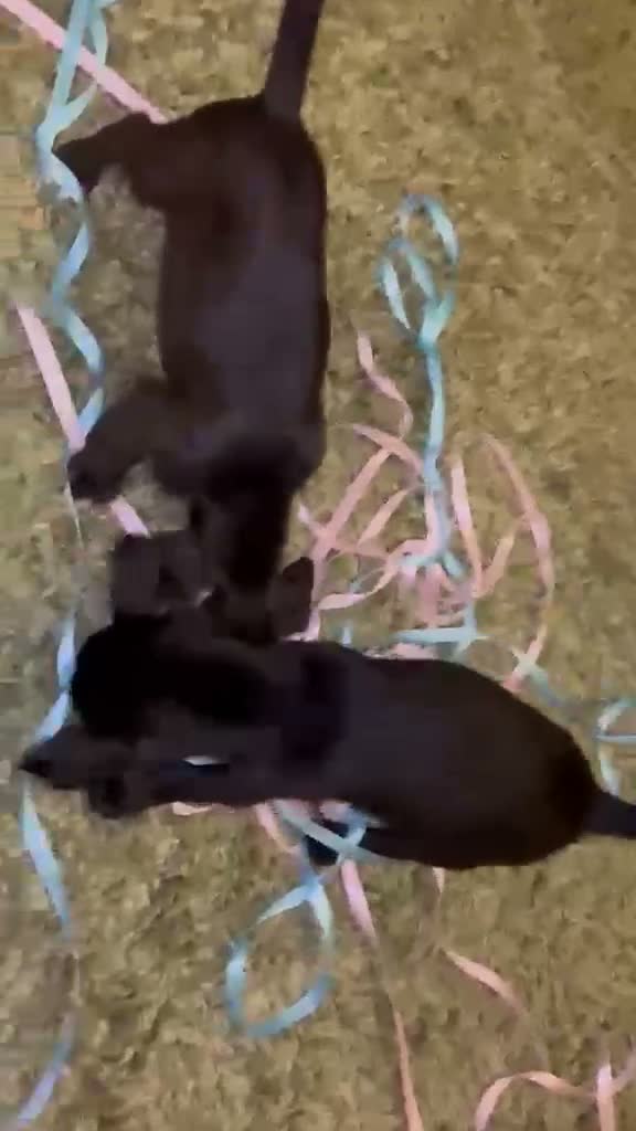 Jackapoo dogs for sale: JACKAPOO PUPS🐾 - Video 5